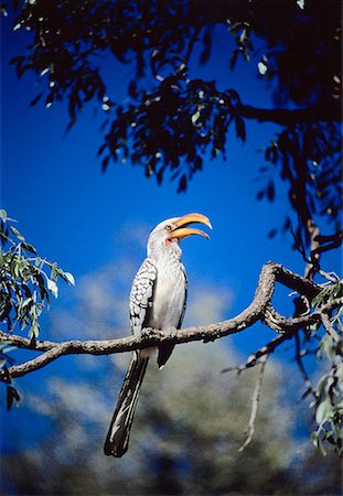 Yellow-Billed Hornbill on Tree Branch Sabi Sands Game Preserve South Africa Foto de stock - Direito Controlado, Número: 700-00025777