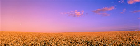 field crop sunrise nobody - Canola Field at Sunset Stock Photo - Rights-Managed, Code: 700-00025796