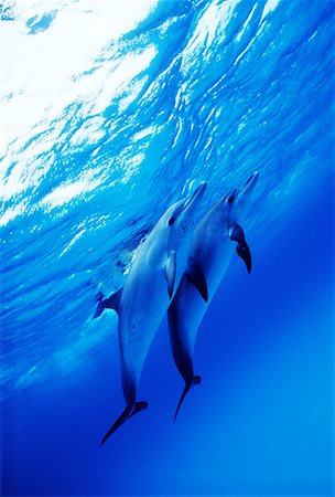 simsearch:700-00019825,k - Underwater View of Spotted Dolphins Little Bahama Banks, Bahamas Foto de stock - Con derechos protegidos, Código: 700-00025927