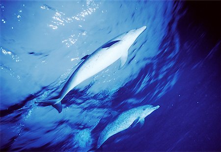 Vue sous-marine des dauphins tachetés Little Bahama Banks, Bahamas Photographie de stock - Rights-Managed, Code: 700-00025928