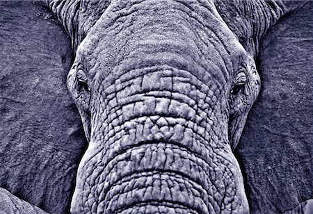 simsearch:600-00026577,k - Close-Up of African Elephant Sabi Sands Game Preserve South Africa Stock Photo - Rights-Managed, Code: 700-00025942