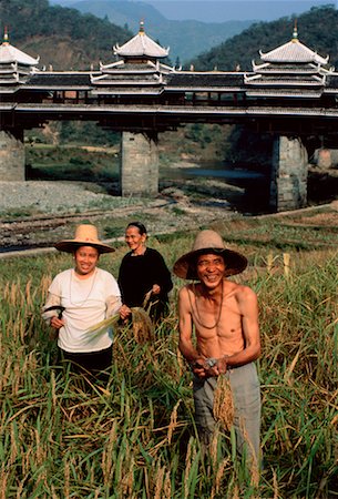 simsearch:700-00026456,k - Intervenants du secteur à la récolte de riz Chine Photographie de stock - Rights-Managed, Code: 700-00025951