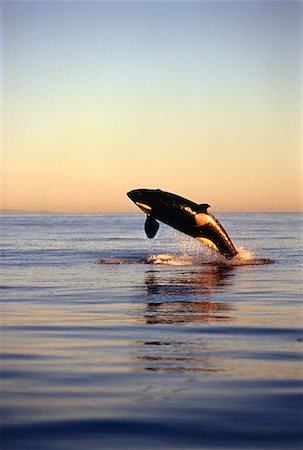 simsearch:700-00177961,k - Killer Whale Breaching Juan de Fuca Strait British Columbia, Canada Fotografie stock - Rights-Managed, Codice: 700-00025964