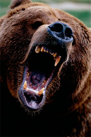 Close-Up of Grizzly Bear Roaring Washington, USA Stock Photo - Rights-Managed, Code: 700-00026032