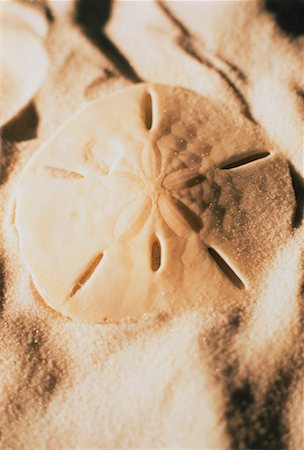 Close-Up of Seashell in Sand Foto de stock - Direito Controlado, Número: 700-00026138