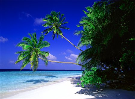 simsearch:700-00023926,k - Beach and Palm Trees Maldive Islands, Indian Ocean Foto de stock - Con derechos protegidos, Código: 700-00026316