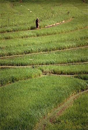 simsearch:600-02046364,k - Worker in Rice Field Bali, Indonesia Fotografie stock - Rights-Managed, Codice: 700-00026383