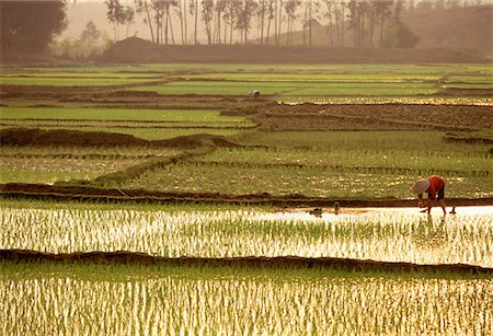 simsearch:700-00026456,k - Travailleur dans le Village de Samson riz Paddy, Vietnam Photographie de stock - Rights-Managed, Code: 700-00026415