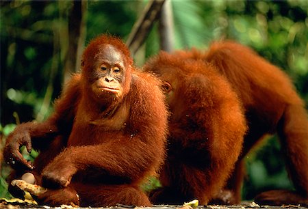 Orangutans Sarawak, Malaysia Foto de stock - Con derechos protegidos, Código: 700-00026417