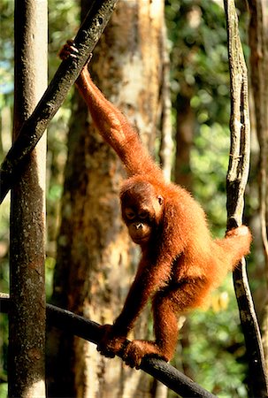 Orangutan Climbing Tree Sarawak, Malaysia Foto de stock - Con derechos protegidos, Código: 700-00026418