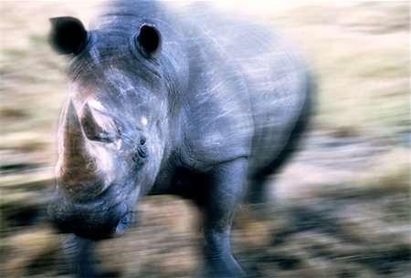 simsearch:862-03888726,k - Blurred View of White Rhino Sabi Sabi Game Preserve South Africa Foto de stock - Con derechos protegidos, Código: 700-00026439