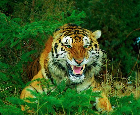 Portrait of Snarling Bengal Tiger Stock Photo - Rights-Managed, Code: 700-00026449