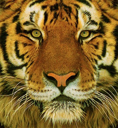 Close-Up of Bengal Tiger Stock Photo - Rights-Managed, Code: 700-00026450