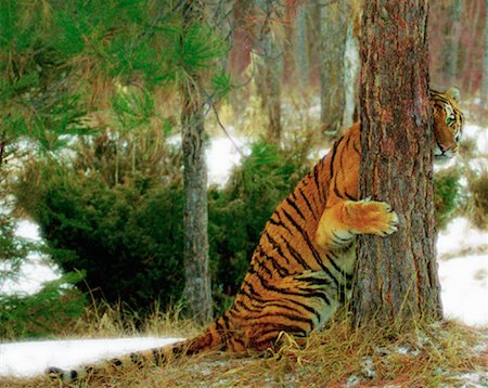 simsearch:6110-08715140,k - Bengal Tiger Hiding Behind Tree Foto de stock - Con derechos protegidos, Código: 700-00026451