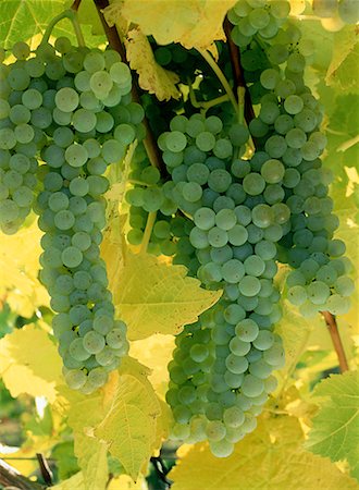 Pinot Blanc Grapes on Vine Okanagan Valley, Penticton British Columbia, Canada Stock Photo - Rights-Managed, Code: 700-00026525