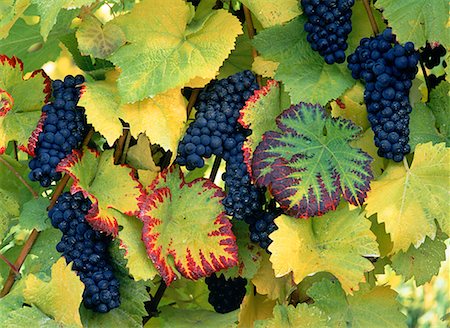 penticton vineyard - Pinot Noir raisin sur la vigne vallée de l'Okanagan, Penticton (Colombie-Britannique), Canada Photographie de stock - Rights-Managed, Code: 700-00026527