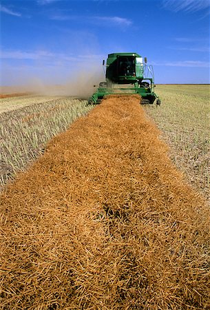 simsearch:700-00052805,k - Combinant Canola Sanford, Manitoba, Canada Photographie de stock - Rights-Managed, Code: 700-00026522