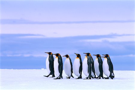 King Penguins Gold Harbour, South Georgia Island, Antarctic Islands Fotografie stock - Rights-Managed, Codice: 700-00026538