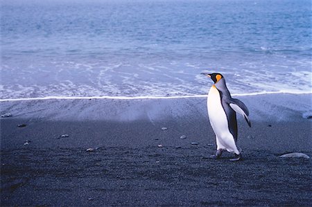 King Penguin Gold Harbour, South Georgia Island, Antarctic Islands Stock Photo - Rights-Managed, Code: 700-00026539