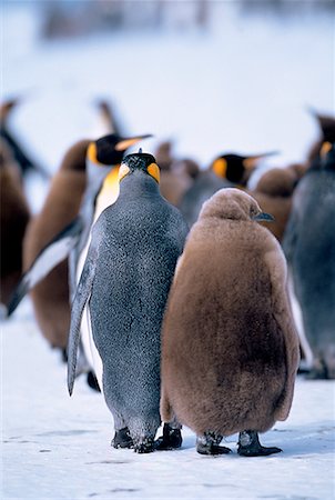 King Penguins Gold Harbour, South Georgia Island, Antarctic Islands Stock Photo - Rights-Managed, Code: 700-00026544