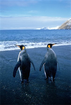 King Penguins Gold Harbour, South Georgia Island, Antarctic Islands Stock Photo - Rights-Managed, Code: 700-00026540