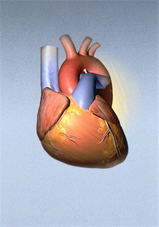 simsearch:700-00037198,k - Illustration of Heart Stock Photo - Rights-Managed, Code: 700-00027147