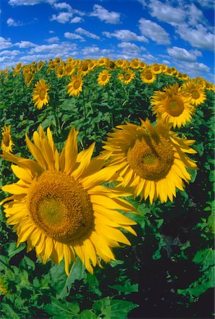 Sunflower Field Beausejour, Manitoba, Canada Foto de stock - Con derechos protegidos, Código: 700-00027541