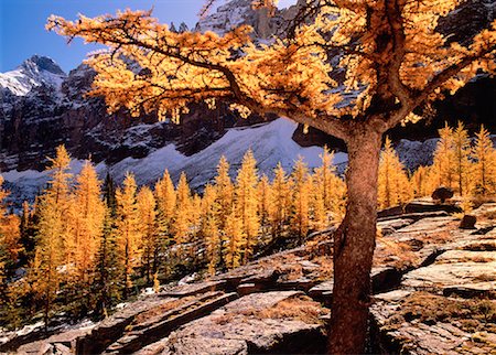 parco nazionale di yoho - Larch in Autumn, Opabin Plateau Yoho National Park British Columbia, Canada Fotografie stock - Rights-Managed, Codice: 700-00027573