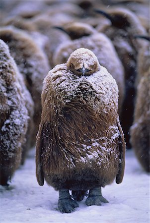 rookery - King Penguin Chick Gold Harbour, South Georgia Island, Antarctic Islands Foto de stock - Con derechos protegidos, Código: 700-00027705