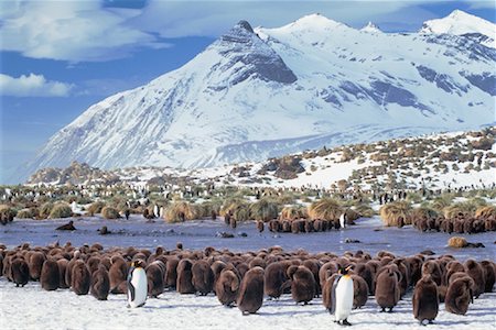 simsearch:878-07442736,k - Roi des îles de pingouins Gold Harbour, île de Géorgie du Sud, Antarctique Photographie de stock - Rights-Managed, Code: 700-00027701
