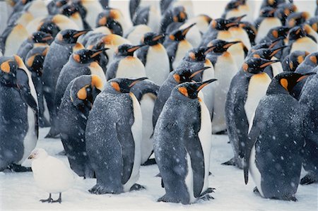 King Penguins and Sheatbill Gold Harbour, South Georgia Island, Antarctic Islands Stock Photo - Rights-Managed, Code: 700-00027716