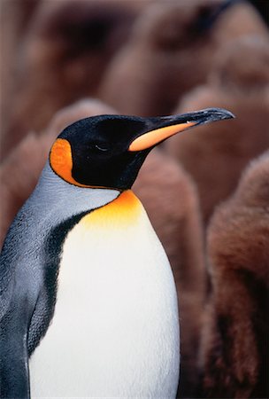rookery - Le roi Penguin Gold Harbour, île de Géorgie du Sud, Antarctique îles Photographie de stock - Rights-Managed, Code: 700-00027717