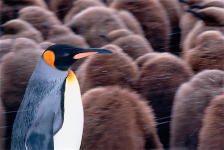 King Penguins Gold Harbour, South Georgia Island, Antarctic Islands Stock Photo - Rights-Managed, Code: 700-00027718