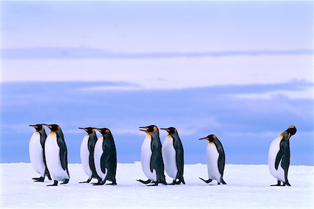 simsearch:700-00026538,k - King Penguins Gold Harbour, South Georgia Island, Antarctic Islands Foto de stock - Con derechos protegidos, Código: 700-00027710