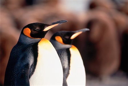 King Penguins Gold Harbour, South Georgia Island, Antarctic Islands Stock Photo - Rights-Managed, Code: 700-00027712