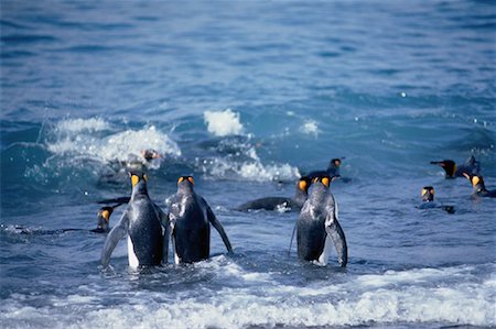 King Penguins Gold Harbour, South Georgia Island, Antarctic Islands Stock Photo - Rights-Managed, Code: 700-00027713