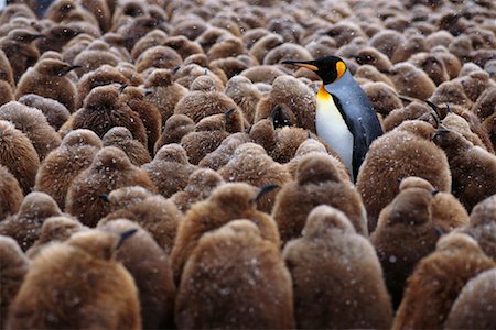 King Penguins Gold Harbour, South Georgia Island, Antarctic Islands Stock Photo - Rights-Managed, Code: 700-00027720