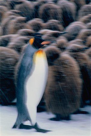 King Penguins Gold Harbour, South Georgia Island, Antarctic Islands Stock Photo - Rights-Managed, Code: 700-00027721