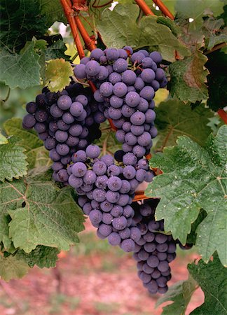 penticton vineyard - Vignoble Penticton, Colombie-Britannique Canada Photographie de stock - Rights-Managed, Code: 700-00027766