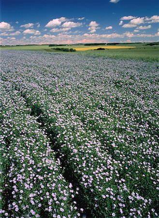 Flax Field in Bloom Minnedosa, Manitoba, Canada Stock Photo - Rights-Managed, Code: 700-00027779