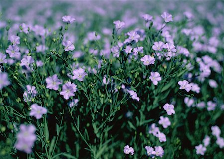 Flax Blossoms Minnedosa, Manitoba, Canada Stock Photo - Rights-Managed, Code: 700-00027780