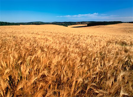 Barley Feilds (Malting) Forrest, Manitoba, Canada Stock Photo - Rights-Managed, Code: 700-00027783