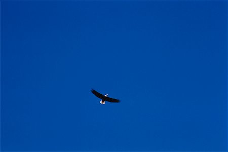 eagle canada - Bald Eagle in Flight Bow Valley, Alberta, Canada Stock Photo - Rights-Managed, Code: 700-00027795