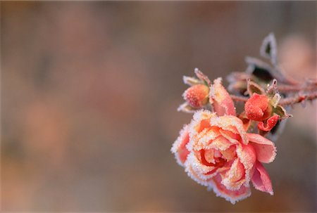 Close-Up of Rose with Frost Shampers Bluff, New Brunswick Canada Stock Photo - Rights-Managed, Code: 700-00027930