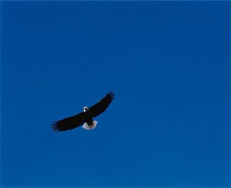 eagle canada - Bald Eagle Bow Valley, Alberta, Canada Stock Photo - Rights-Managed, Code: 700-00028022