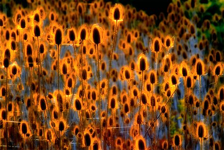 Dipsacus Washington, USA Stockbilder - Lizenzpflichtiges, Bildnummer: 700-00028536