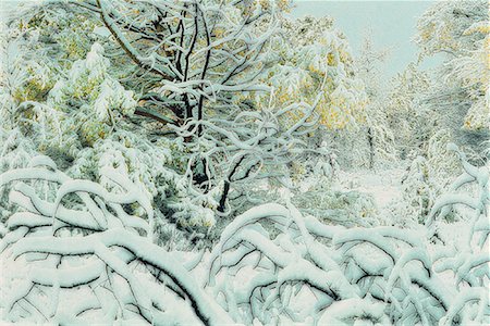 simsearch:700-00152861,k - Frische Herbst Schneefall Kootenay Plains, Alberta, Kanada Stockbilder - Lizenzpflichtiges, Bildnummer: 700-00028531