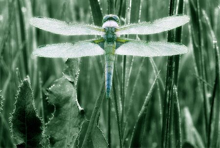 simsearch:700-00459712,k - Close-Up of Dragonfly and Dew Alberta, Canada Stock Photo - Rights-Managed, Code: 700-00028871