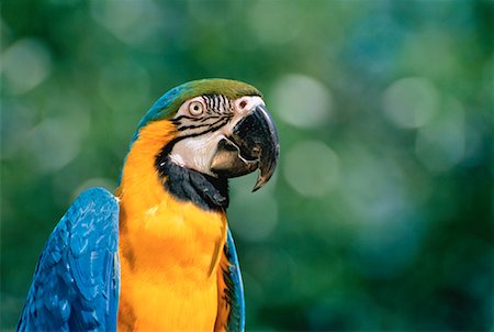 simsearch:400-03936936,k - Portrait of Blue and Gold Macaw Fotografie stock - Rights-Managed, Codice: 700-00029164