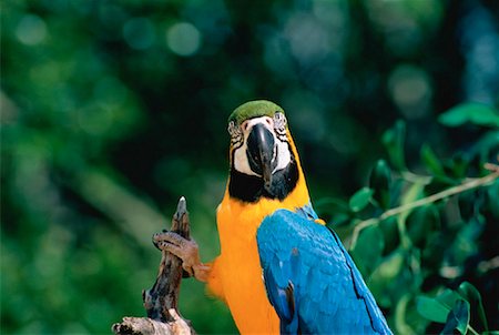 simsearch:400-03936936,k - Portrait of Blue and Gold Macaw Fotografie stock - Rights-Managed, Codice: 700-00029167